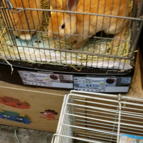 どうしようか❔の画像