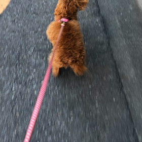 お散歩じゃない！の画像