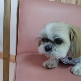 お早うございます、の画像