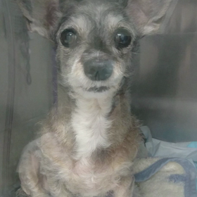 ティアラ17日、午前の面会の画像