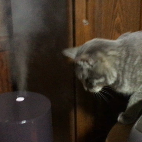 蒸気が気になるのよの画像