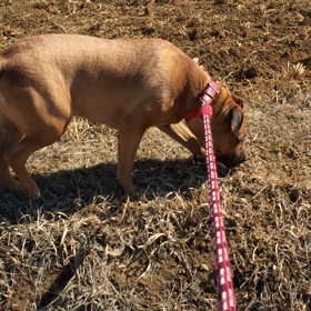 モモのお腹の調子が〜の画像