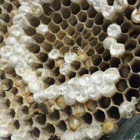 タンパク源の画像