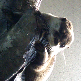 おねむカワウソの画像