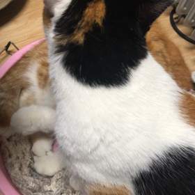 やっとくつろげます(♥´꒳`*)(*´꒳`♥)の画像