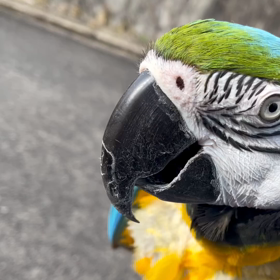 コンゴウインコのフリーフライトの画像