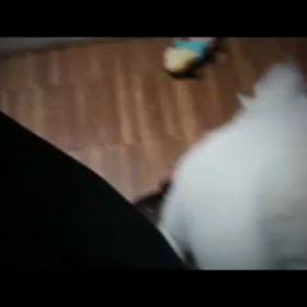 とらえきれない(修整版)の画像