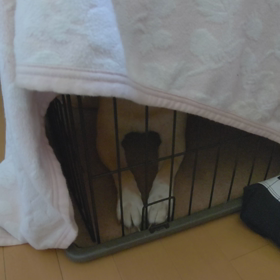 日曜日のわんこ【サスケ】の画像