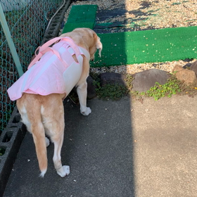 朝のよもぎ トイレは外派の画像