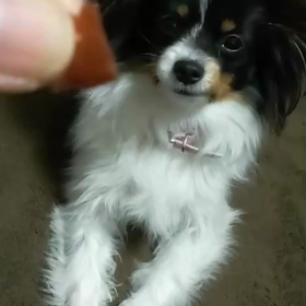 続き、パピヨン ハナちゃんの画像