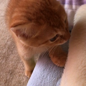 四つ葉くんだよーの画像