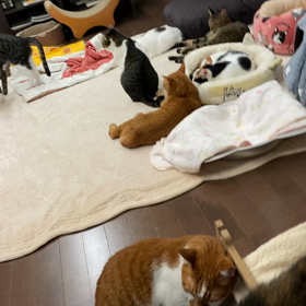 今日はフラフープの日の画像