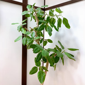 テレビのない生活です。の画像