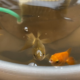 土佐錦達の画像