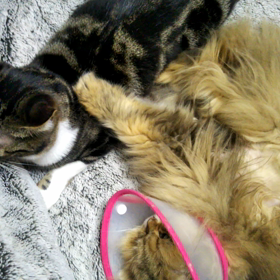 発情(ΦωΦ)の画像