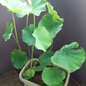 まずい(￣０￣;の画像