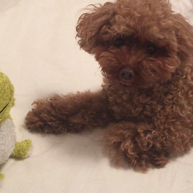 【動画】人形が、突然しゃべり出して驚く爆笑動画！！（＾∇＾）の画像