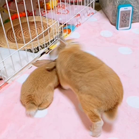 にぃにより早いよの画像