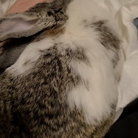 クッキー不調です。の画像