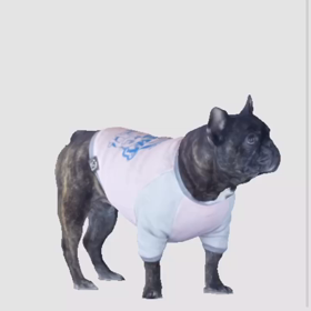 今日は愛犬の日だそうですの画像