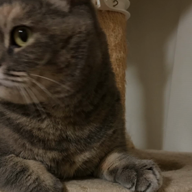 さとこ Movieの画像