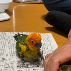 新入さんです、よろしくお願いします。の画像