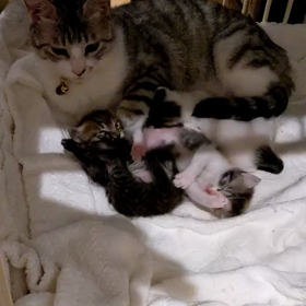 サクラちゃん子育て奮闘記番外編の画像