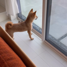 ひらひら来るから。の画像