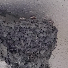 つばめの巣の画像