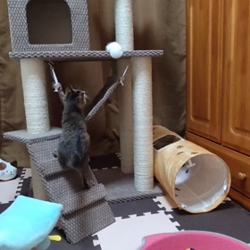 ママ、取れないニャ〜の画像