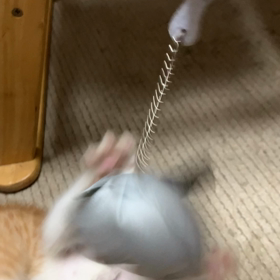 猫と戯れるってばよの画像