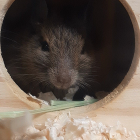 (037)今日のアンジェラ　飼い主と話す　おやつほしい！編の画像