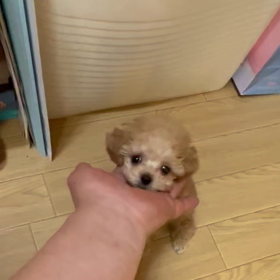 ❤️エリザベート〜シシイちゃん動画❤️の画像