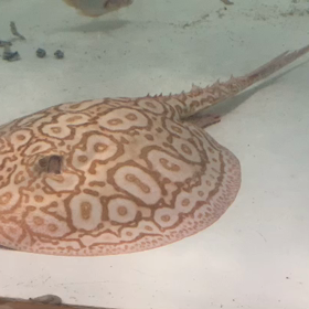 アルビノクロコダイル 捕食動画！の画像