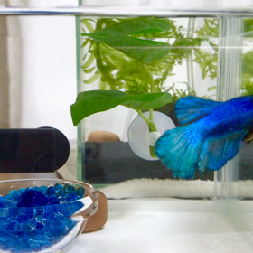 たまらなく可愛い熱帯魚の画像