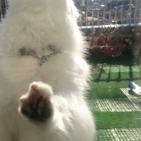 チロの特技？の画像