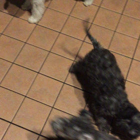 ▶︎犬まみれの画像