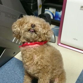 たっちたっちの画像