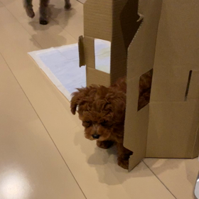 ハッピーバースデーの画像