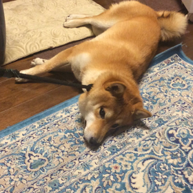 まるで駄々っ子(^^) 【動画】の画像