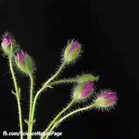 人から花から…の画像