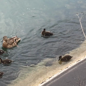今年の春は◯◯だった、あれから1年の画像