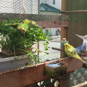 野菜タイムの画像