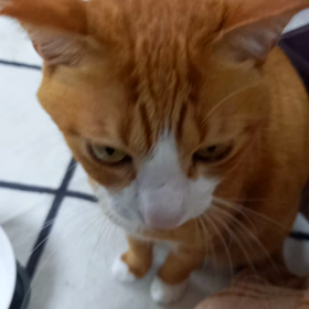 胃に腫瘍あるのかも。の画像