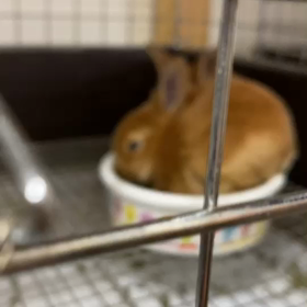 新しい子を迎えることにの画像