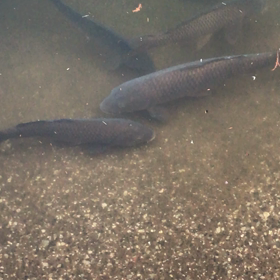 近所の公園2の画像
