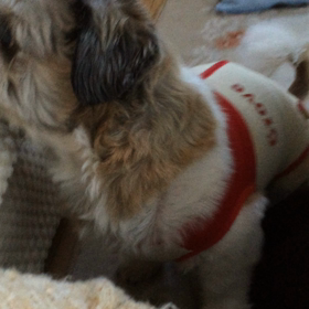 わかんないよの画像