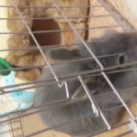 動くシンバの画像