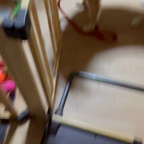 マロさん、気に入ったの画像