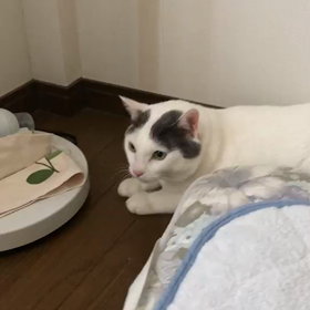 猛獣 鼻ヒクヒクするの画像